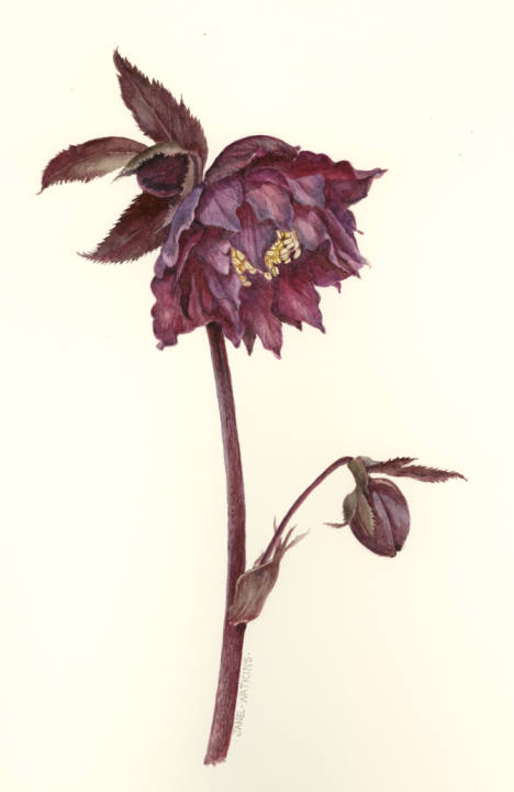 DOUBLE_HELLEBORE_LESLEY.jpg