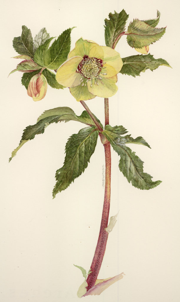 GREENGOLD_HELLEBORE_YELLOW.jpg