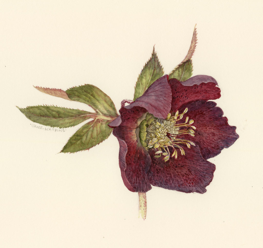 HELLEBORES_DETAIL.jpg