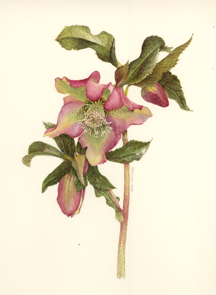 JACQUELINE_HELLEBORE_PINK_AND_GREEN.jpg
