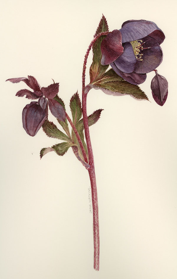 PINK_HELLEBORE_RASINROOF.jpg