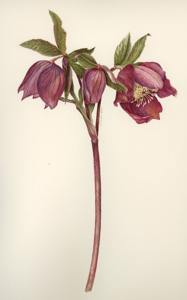 PINK_HELLEBORE.jpg