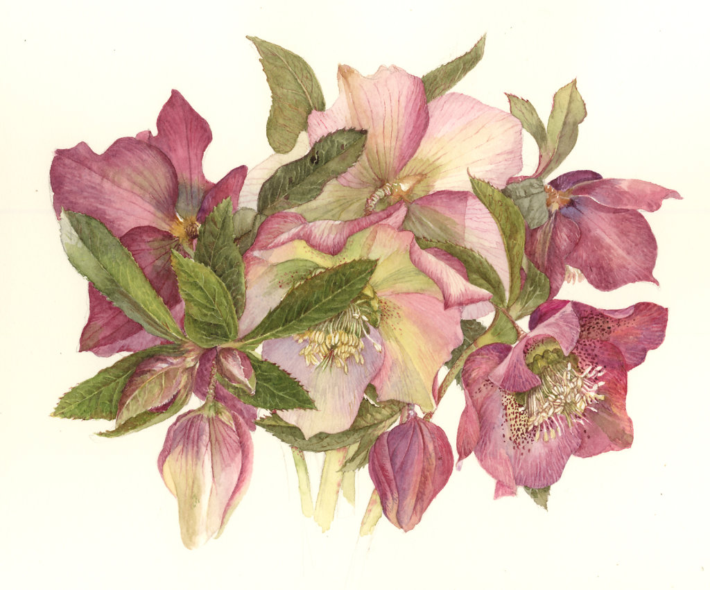 SHETLAND_HELLEBORES_PINKY.jpg