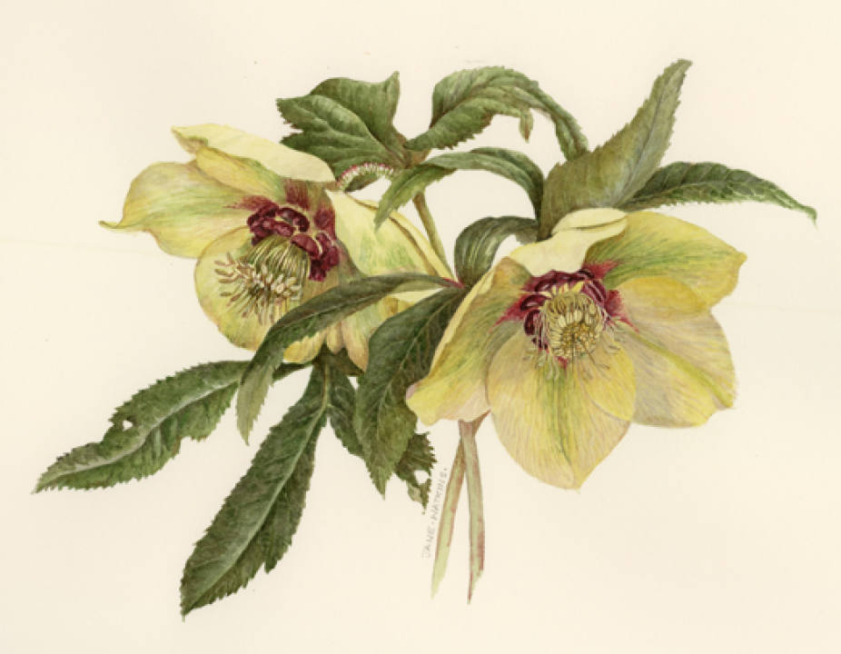 YELLOW_HELLEBORES_SUE_OXFORD.jpg