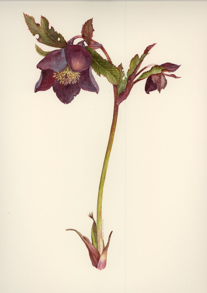 HELLEBORE.jpg