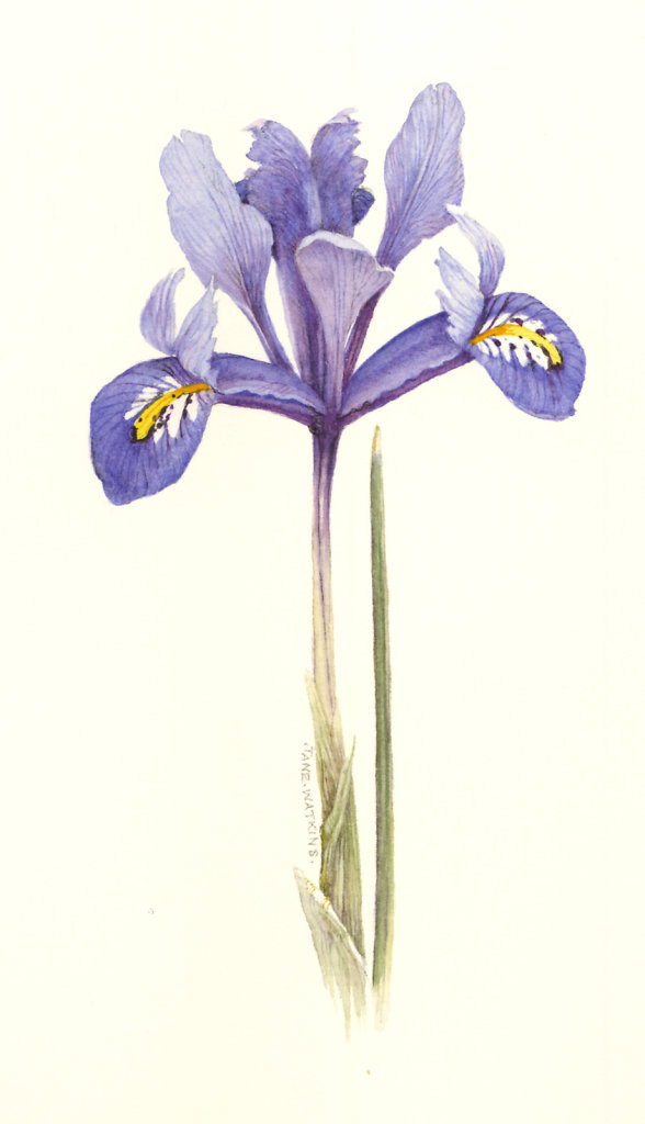 GREENGOLD_IRIS_RETICULATA.jpg