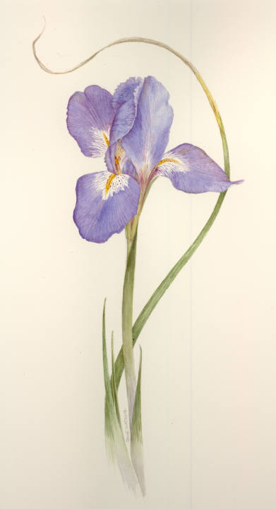 GREENGOLD_IRIS_UNGULARIS.jpg