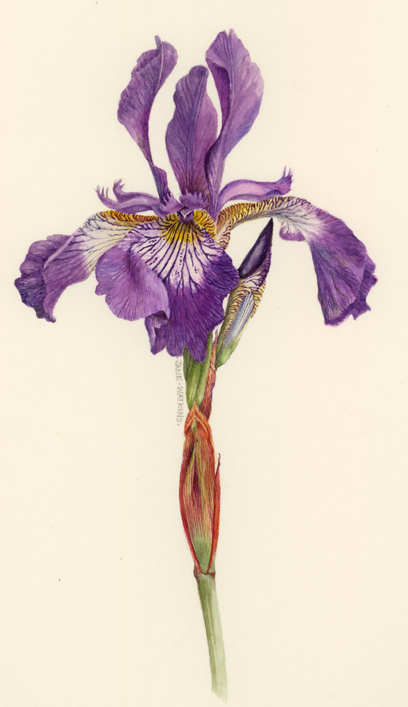 IRIS_SIBIRICA_LACY_BANTON.jpg