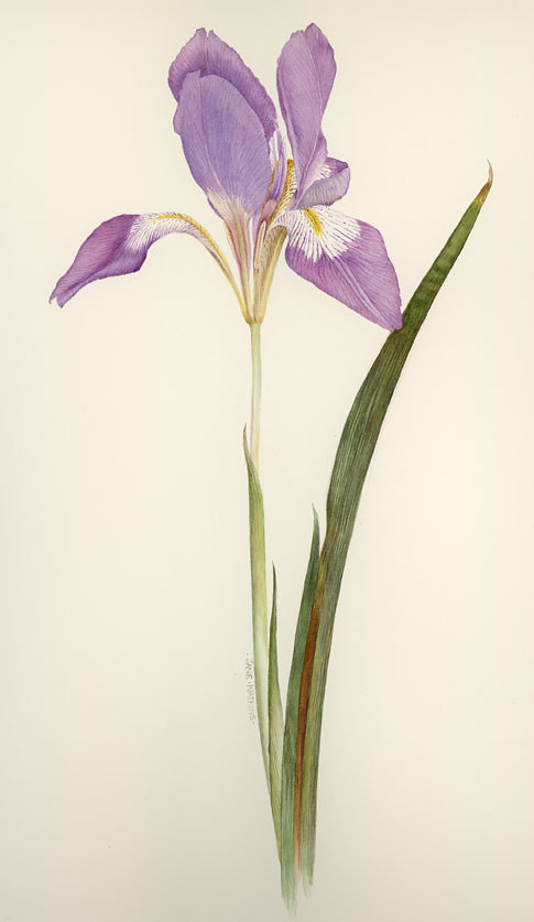 IRIS_STYLOSA.jpg