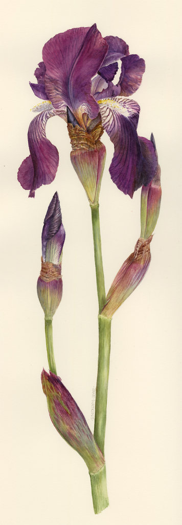 IRIS_VAL_MARTIN_2_.jpg