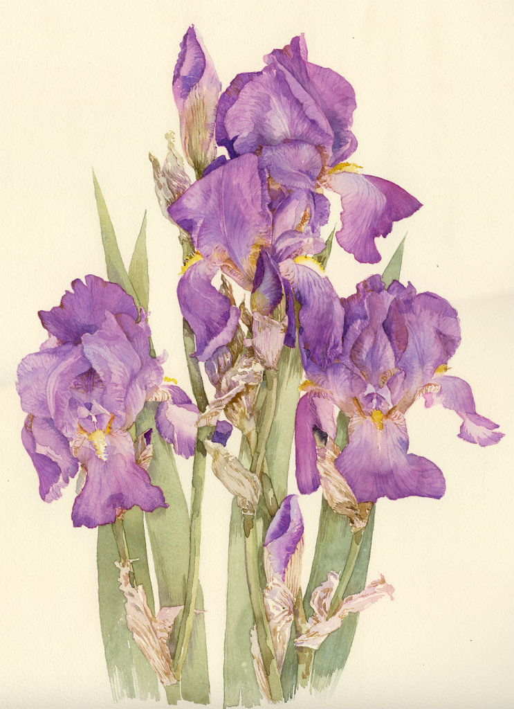 IRISES.jpg