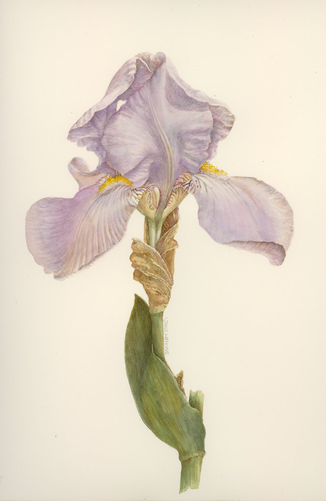 PALE_BEARDED_IRIS.jpg