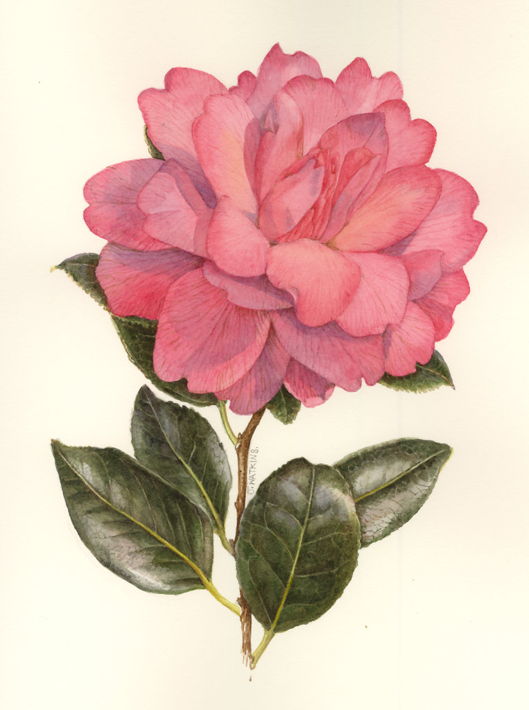 HILDRED_CAMELIA_DOUBLE_PINK.jpg