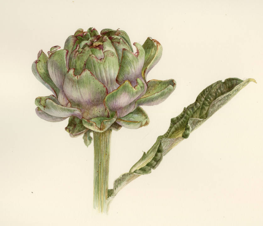 ARTICHOKE_2_.jpg