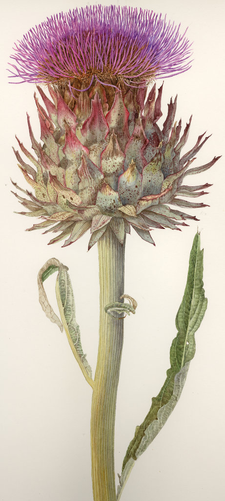 ARTICHOKE_FLOWER.jpg