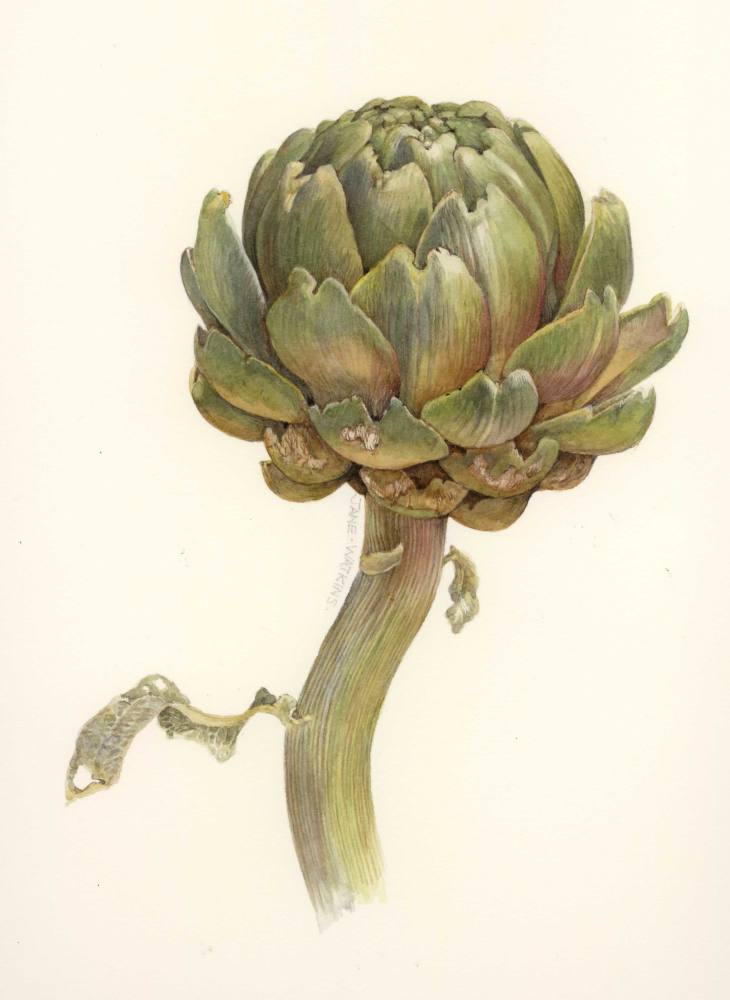 ARTICHOKE.jpg