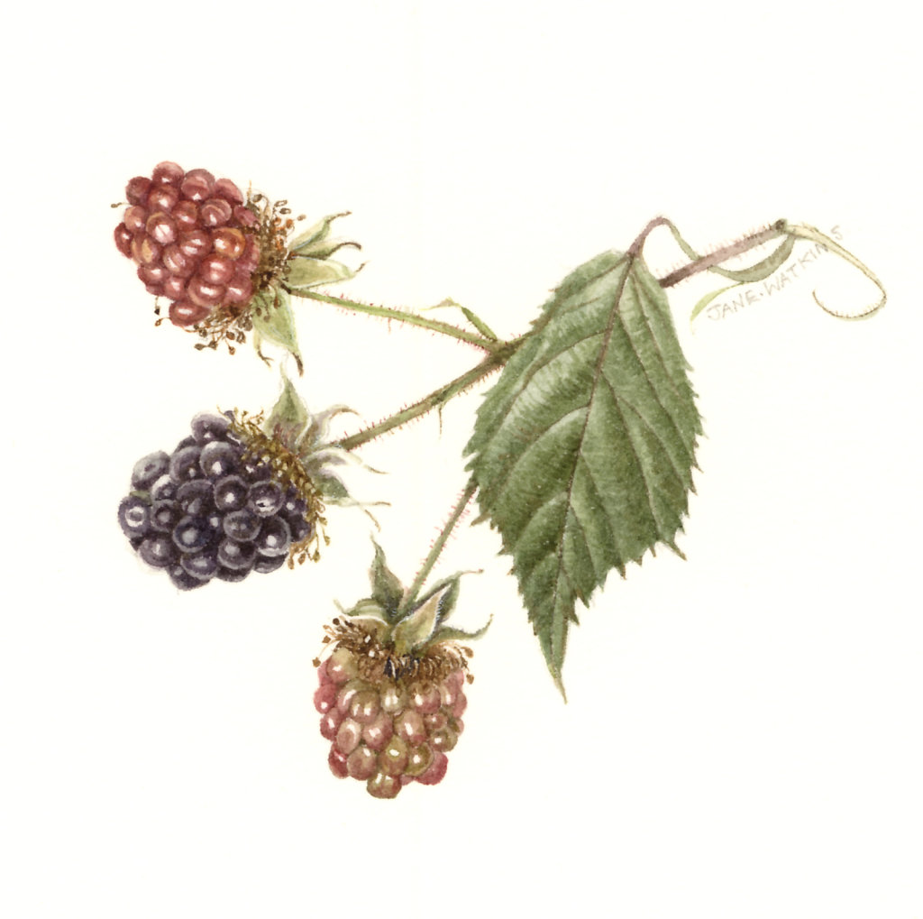 BLACKBERRY.jpg