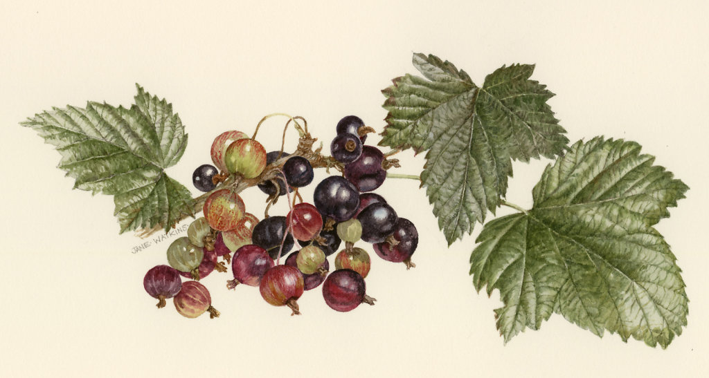 BLACKCURRANTS.jpg