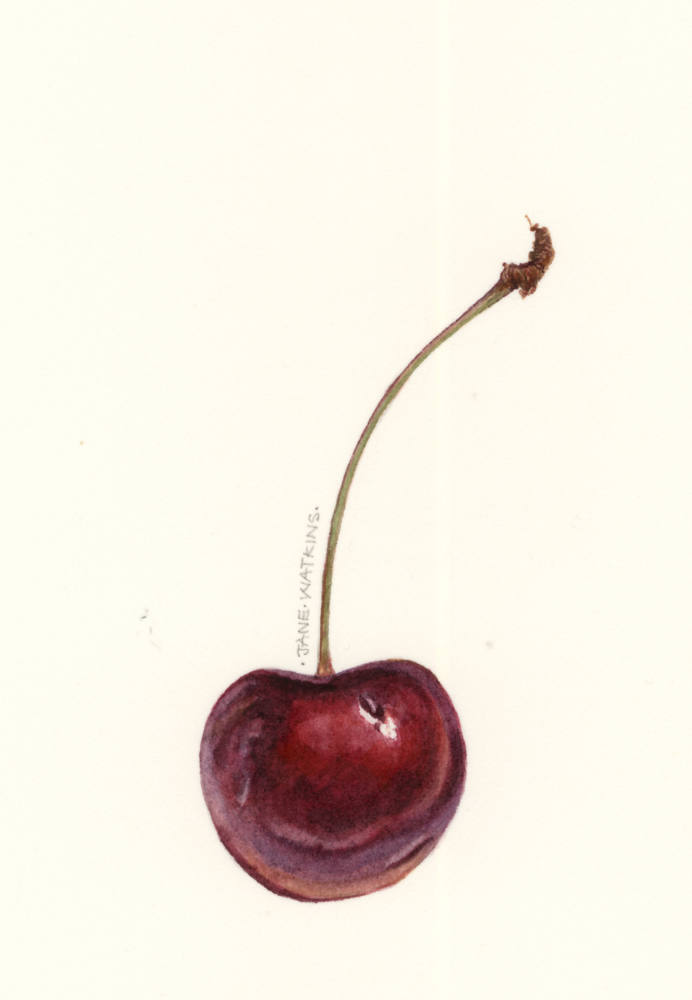 CHERRY_2_.jpg