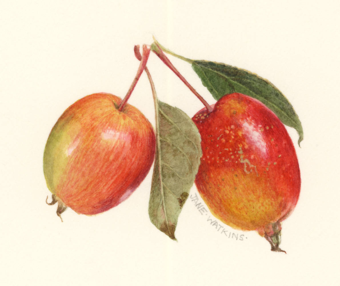 CRABAPPLES_2_.jpg