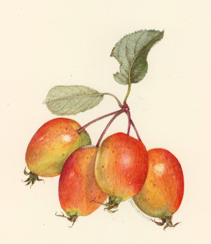 CRABAPPLES_3_.jpg