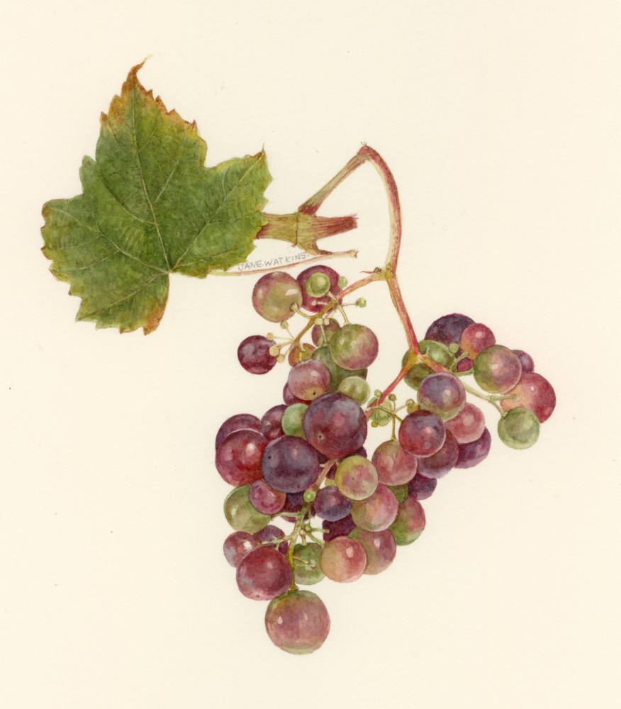 GRAPES.jpg