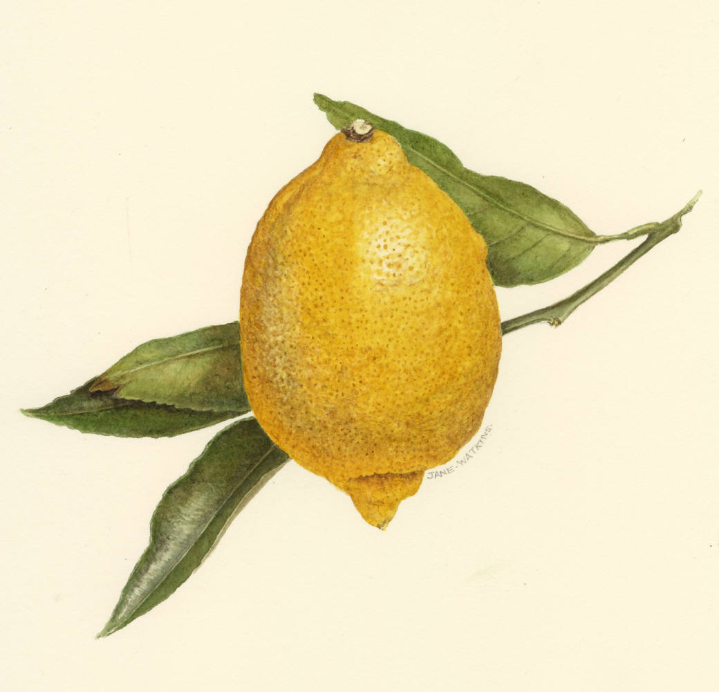 LEMON.jpg