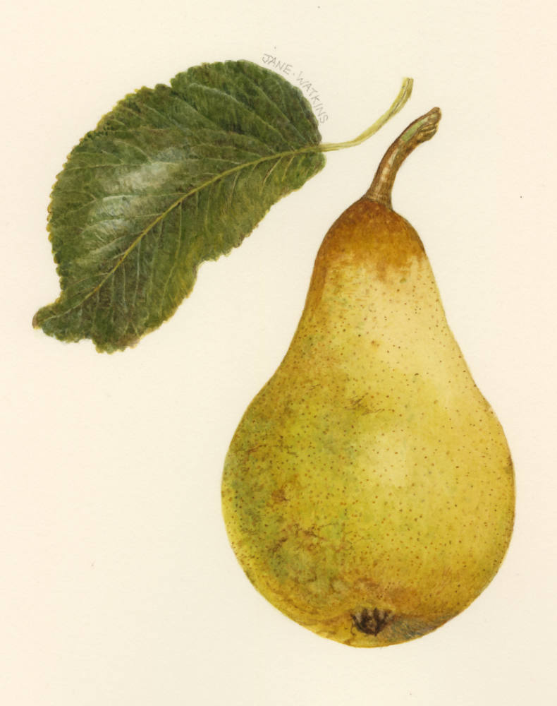 PEAR.jpg