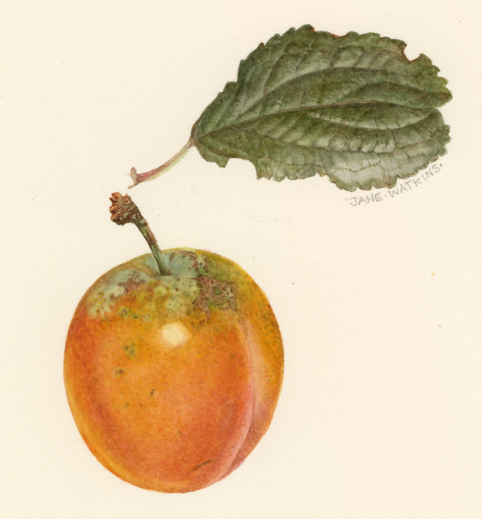 PERSHORE_YELLOW_EGG_PLUM.jpg