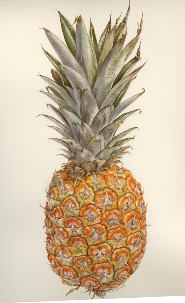 PINEAPPLE.jpg