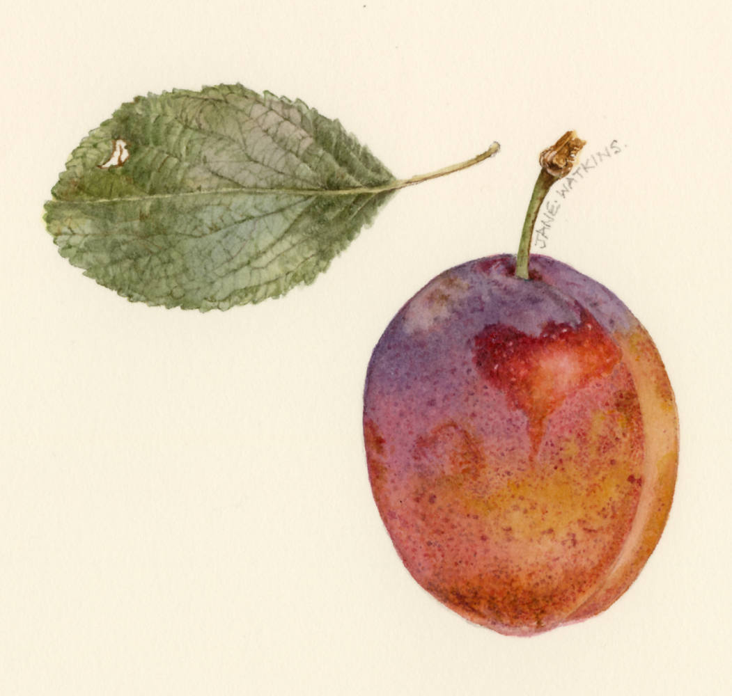 PLUM.jpg