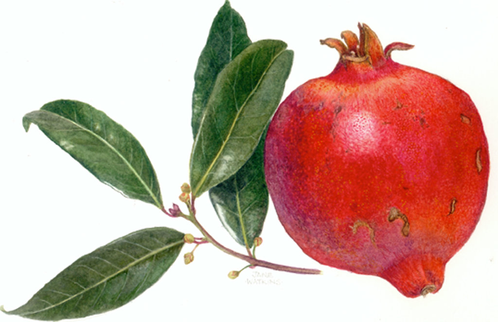 POMEGRANITE_AND_PEAR.jpg