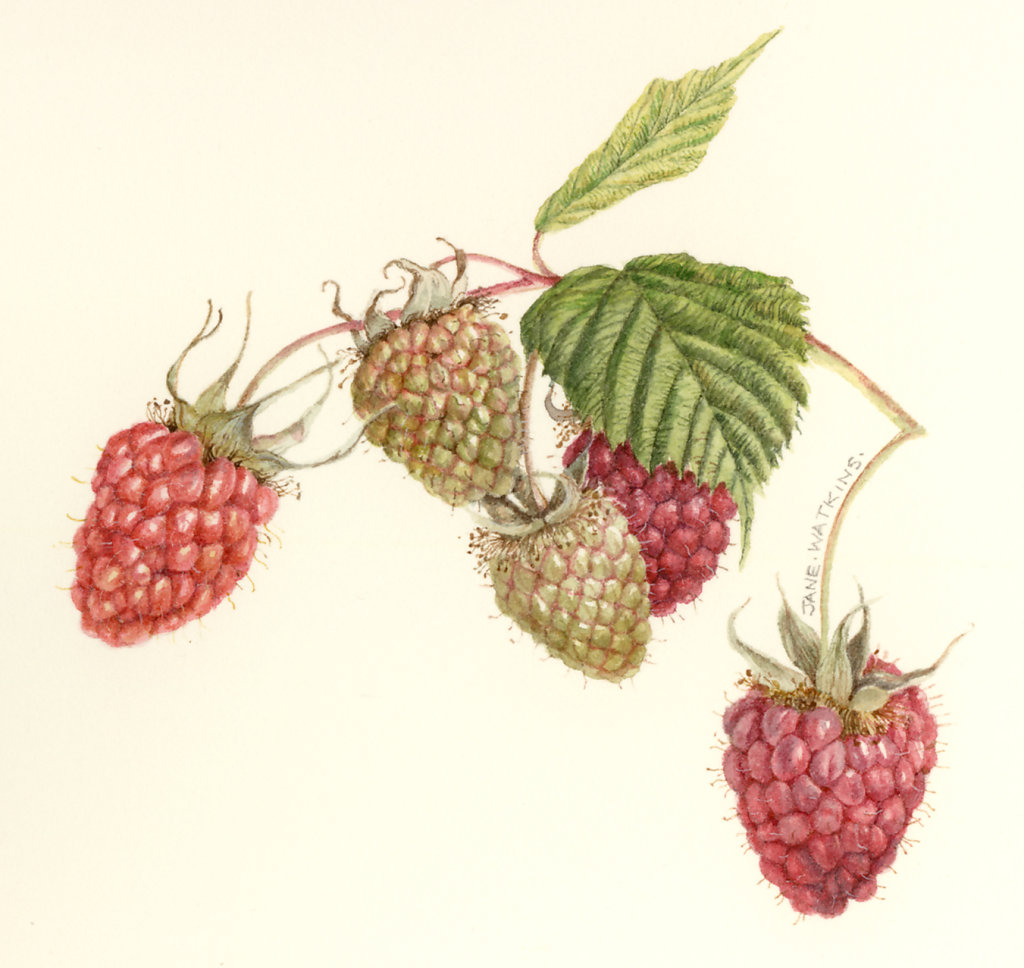 RASPBERRIES.jpg