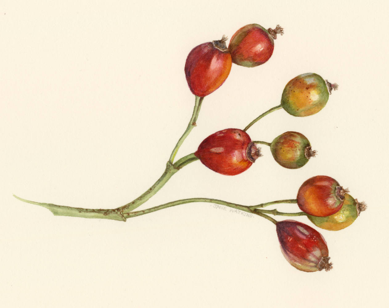 ROSEHIPS.jpg