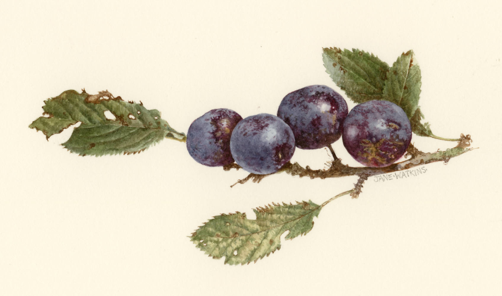 SLOE_BERRIES.jpg