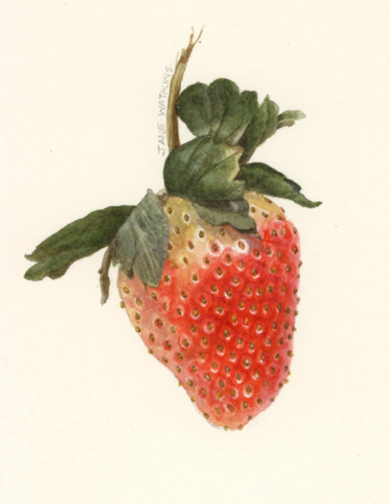 STRAWBERRY_2_.jpg