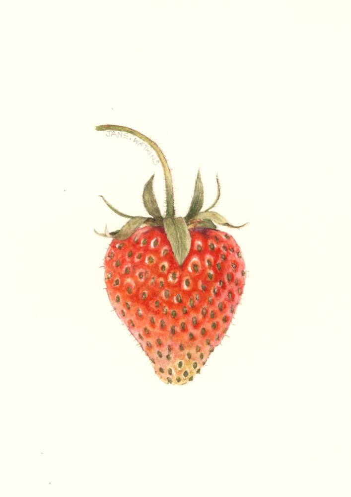 STRAWBERRY.jpg