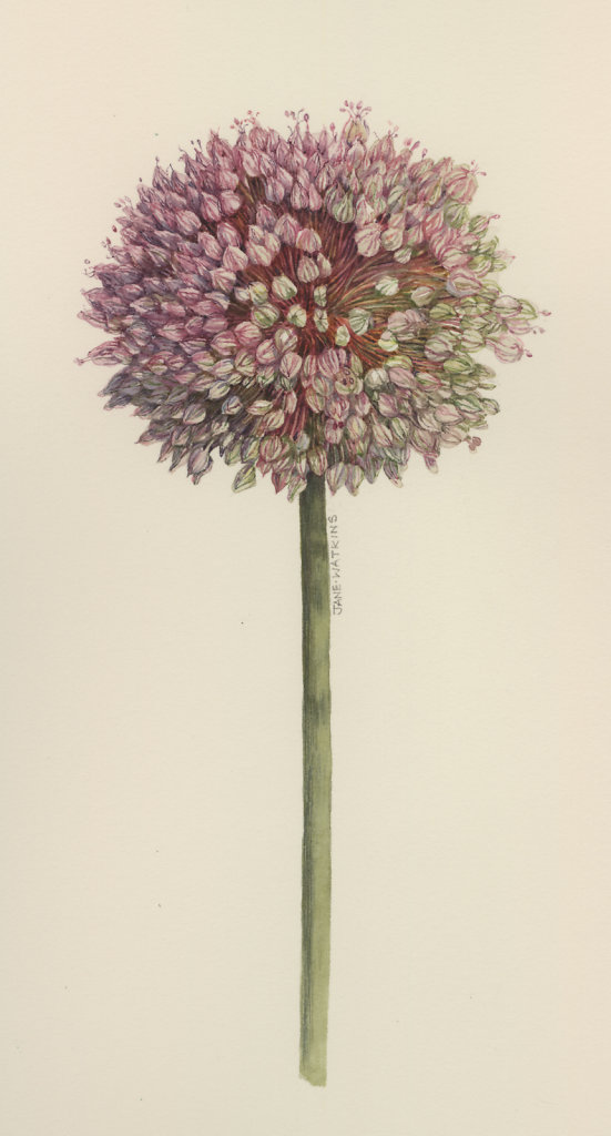 ALLIUM.jpg