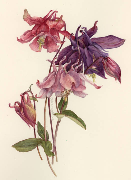 AQUIEGIA_2_.jpg