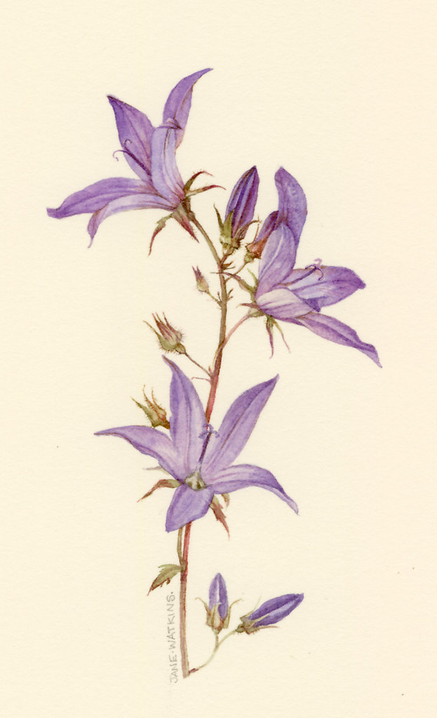 CAMPANULA.jpg