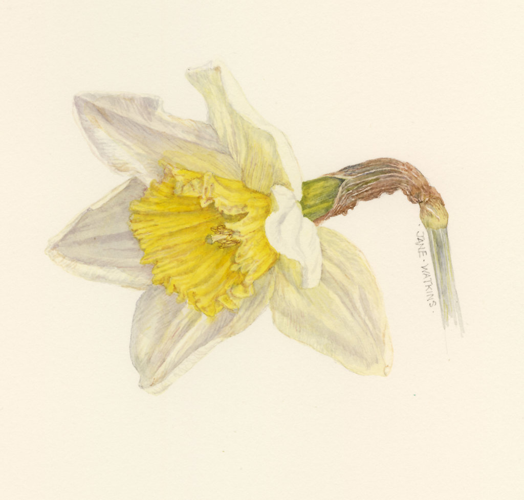 DAFFODIL.jpg