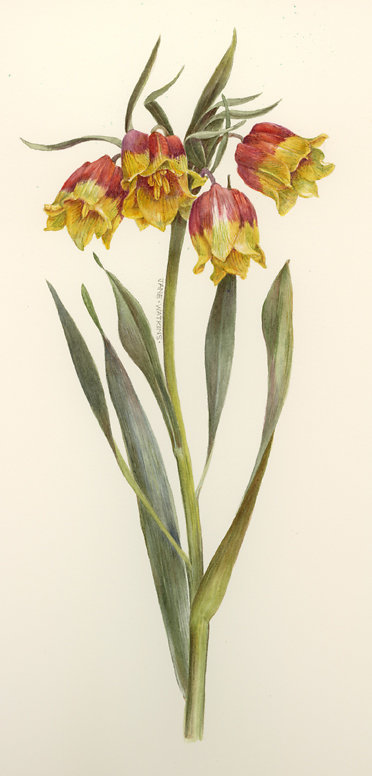 FRITILARIA_MICHAILOVSKY.jpg