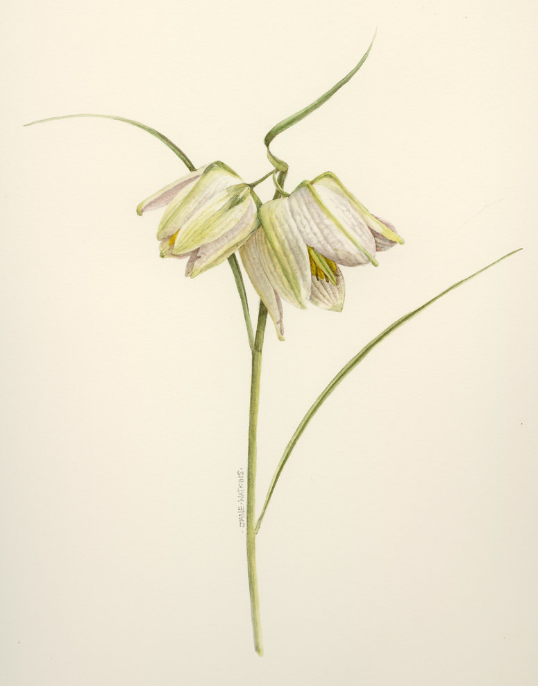 FRITILLARIES.jpg