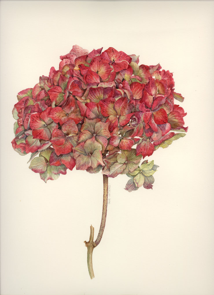 HYDRANGEA_2_.jpg