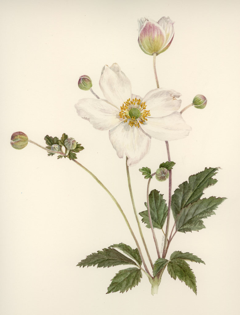 JAPANESE_ANEMONE.jpg