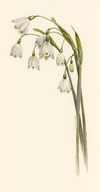 LEUCOJUM_2_.jpg