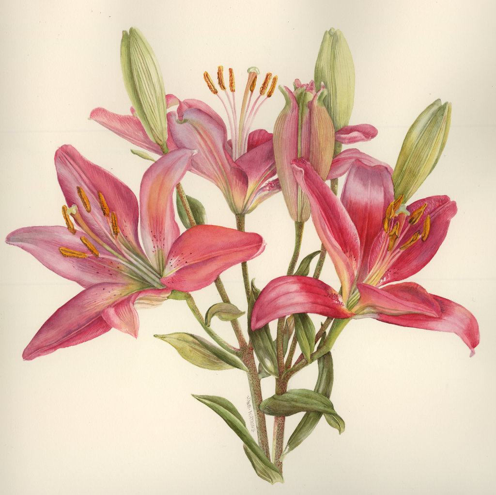 LILLIES.jpg