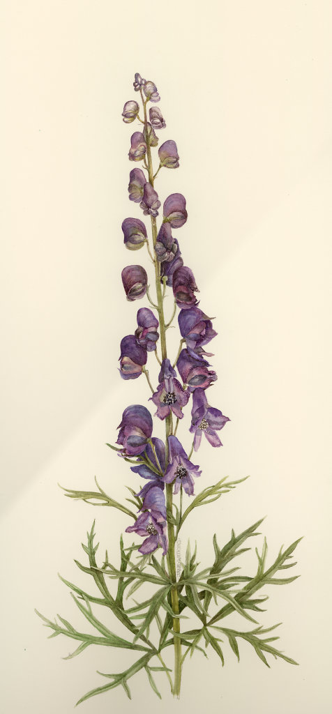 MONKSHOOD_3_.jpg