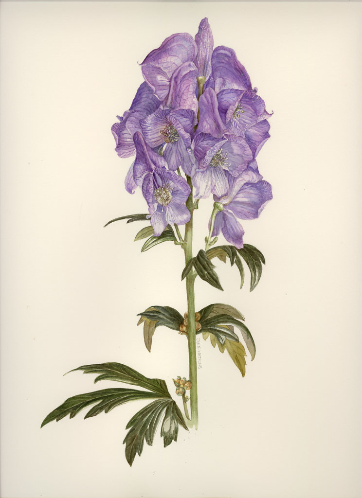 MONKSHOOD.jpg