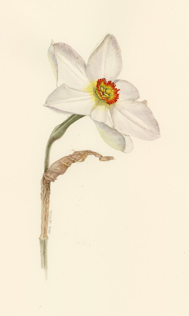 NARCISSUS_PHEASANTS_EYE.jpg